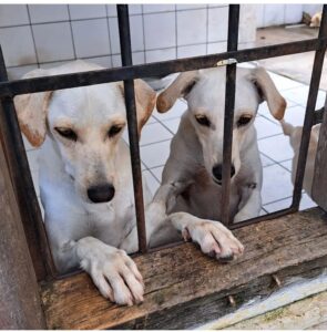 Tristeza! Abrigo de animais é fechado por falta de verba