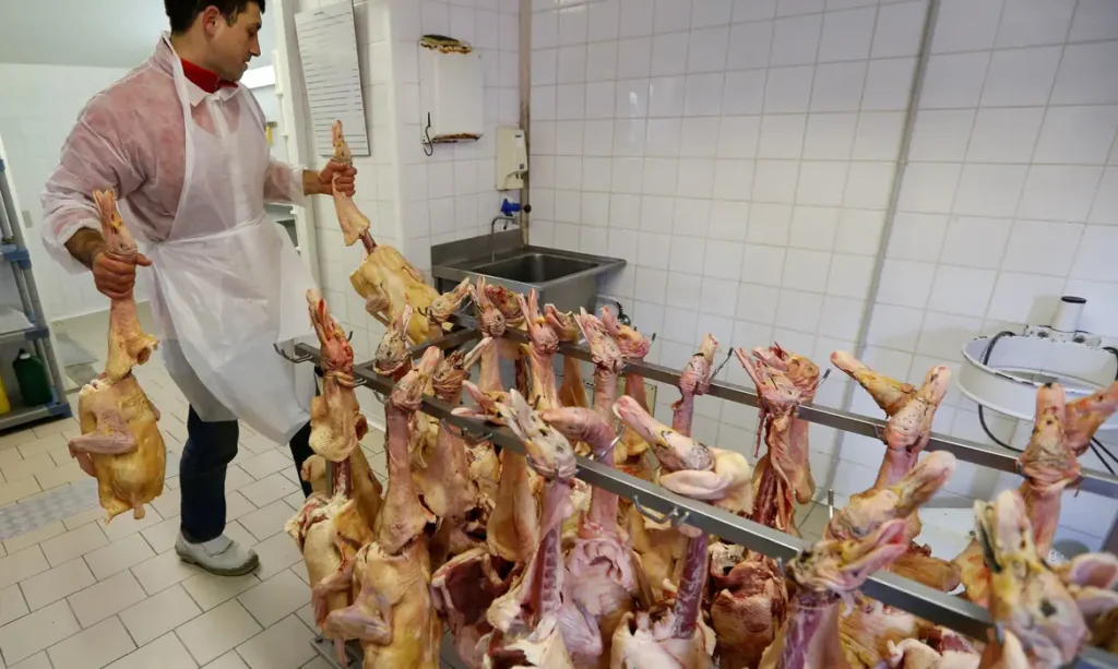 ALERTA! França relata surto de gripe aviária; doença se espalha pela Europa