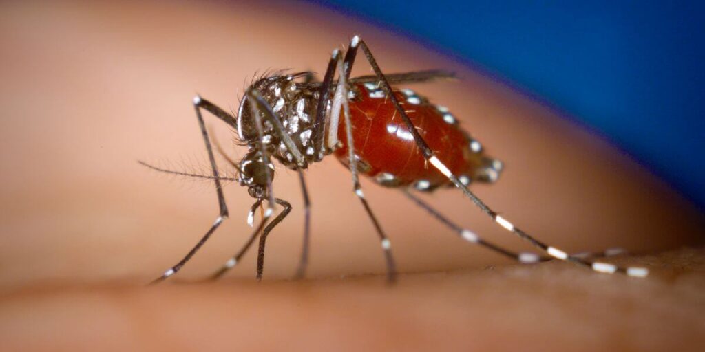 MUITO CUIDADO! Saiba quais os sintomas da Dengue e como evitar